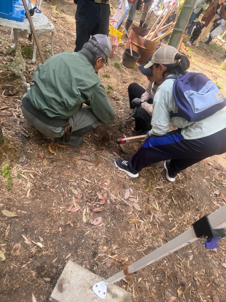 二人で協力してタケノコを掘り出す