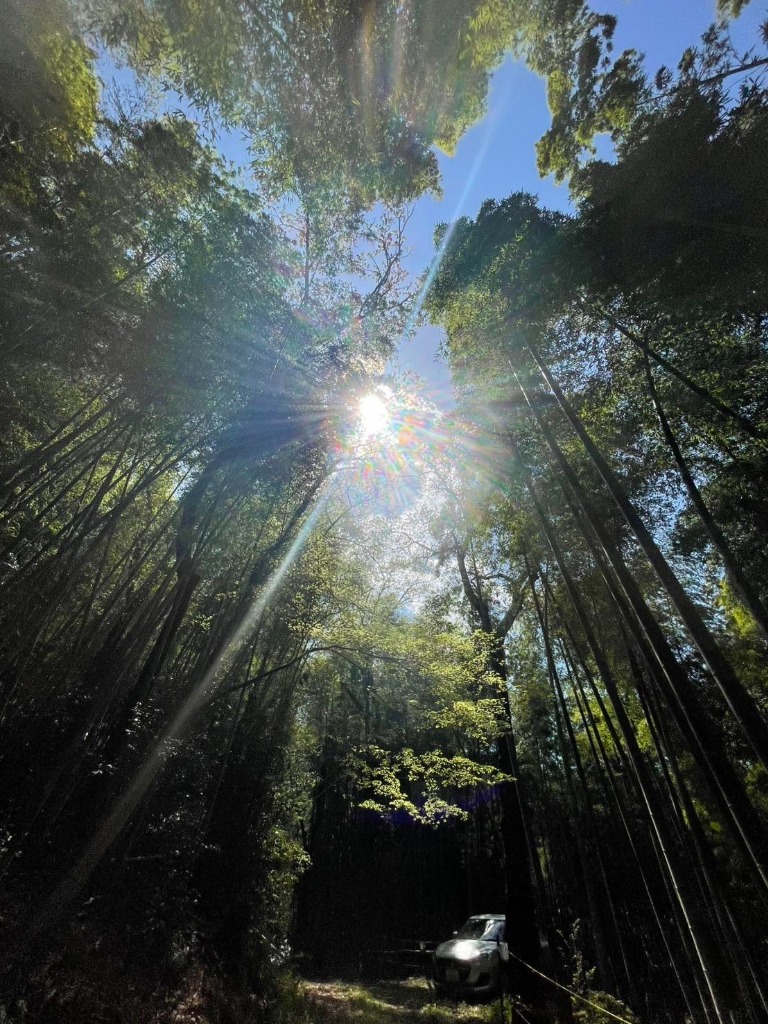 竹林から差し込む日の光